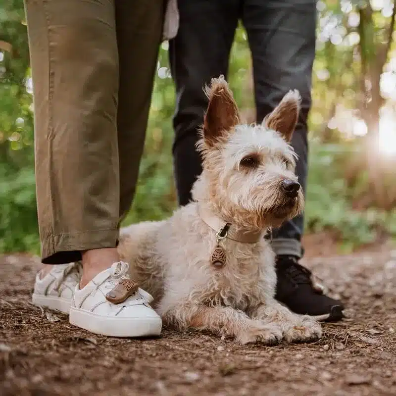 TICKLESS® ECOPET – Ultrazvukový odpudzovač kliešťov a bĺch pre psov – Obrázok 2